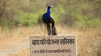 Golden Triangle Tour with Wildlife of India